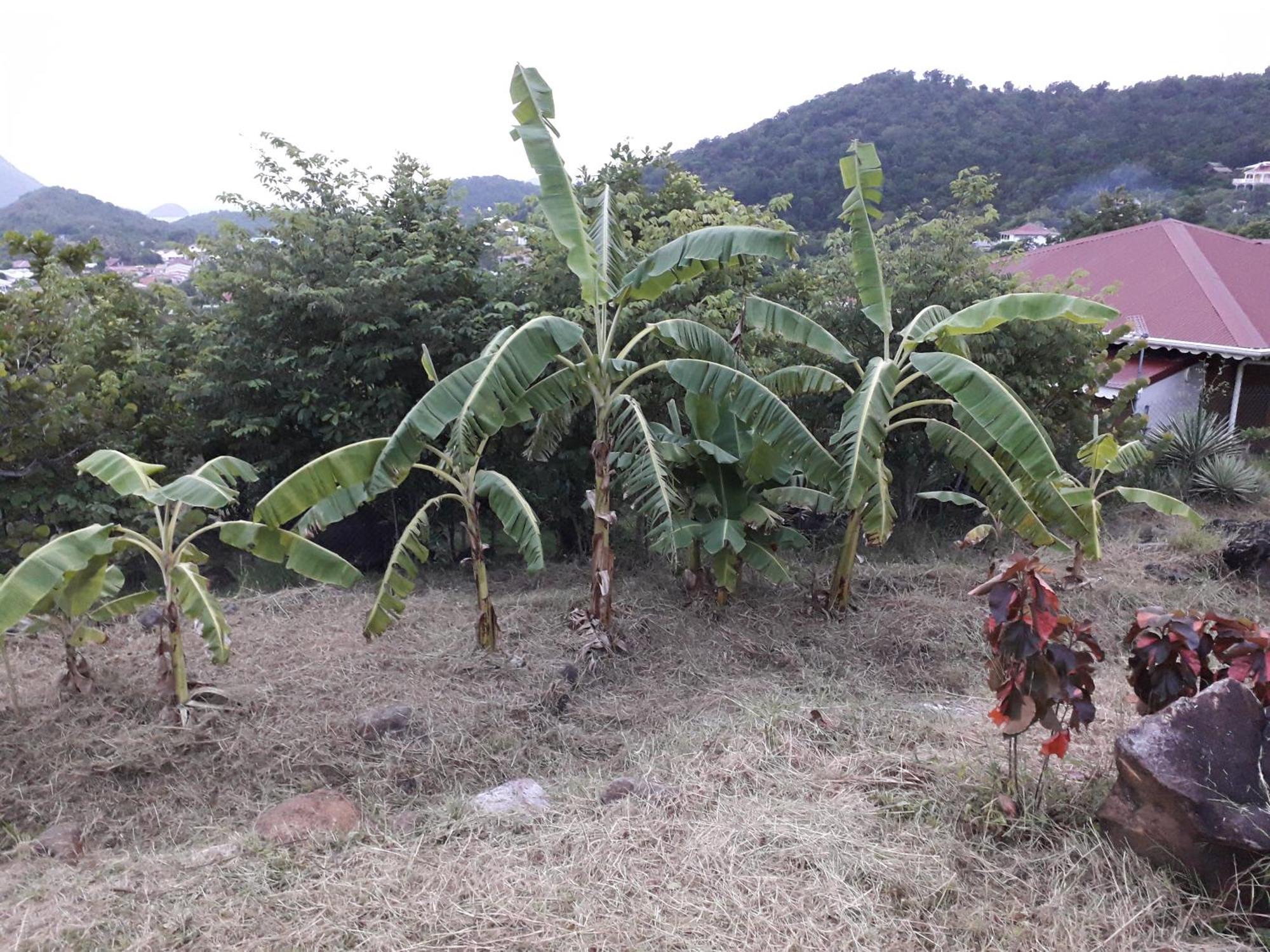 Ti Kaz Anoli Vue Epoustouflante Sur La Baie Villa Terre-de-Bas Exteriör bild